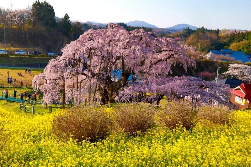 Ngắm hoa anh đào tuyệt đẹp ở Fukushima cùng Ngô Trần Hải An - ảnh 3