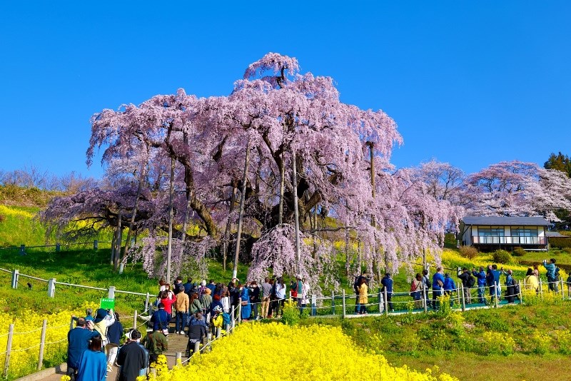 Ngắm hoa anh đào tuyệt đẹp ở Fukushima cùng Ngô Trần Hải An - ảnh 2