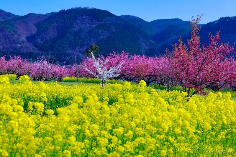 Ngắm hoa anh đào tuyệt đẹp ở Fukushima cùng Ngô Trần Hải An - ảnh 4