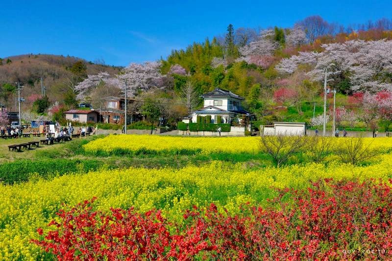 Ngắm hoa anh đào tuyệt đẹp ở Fukushima cùng Ngô Trần Hải An - ảnh 7