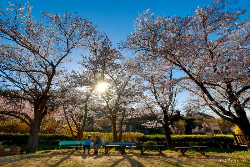 Ngắm hoa anh đào tuyệt đẹp ở Fukushima cùng Ngô Trần Hải An - ảnh 6