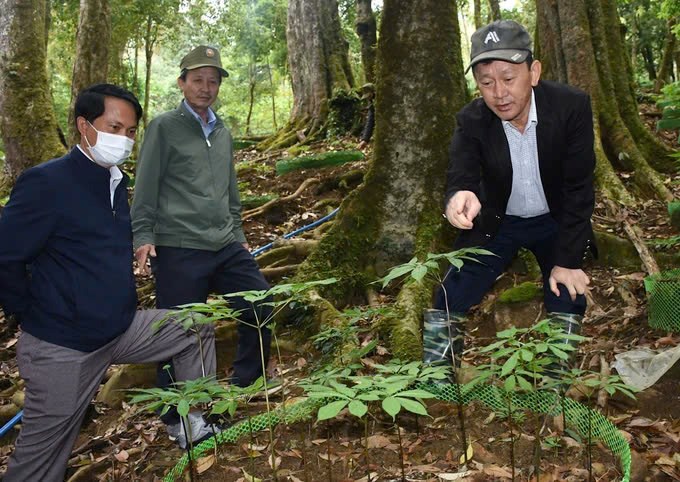 Kon Tum: Nhiều kỳ vọng từ Hội thảo sâm Ngọc Linh  - ảnh 2