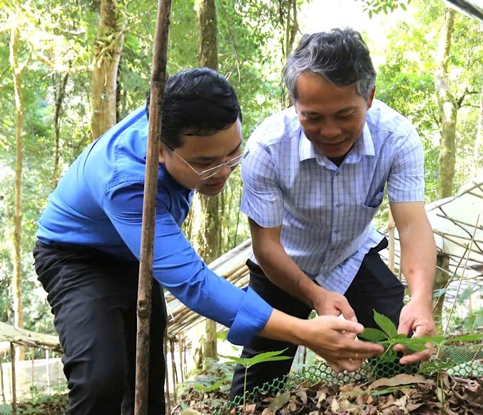 Kon Tum: Nhiều kỳ vọng từ Hội thảo sâm Ngọc Linh  - ảnh 3