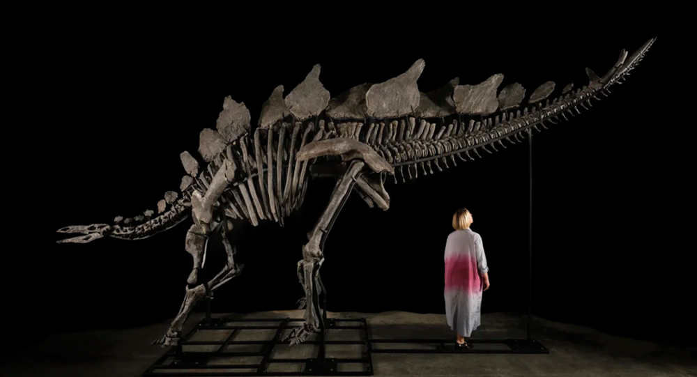 Bộ xương khủng long đắt giá nhất lịch sử - ảnh 2