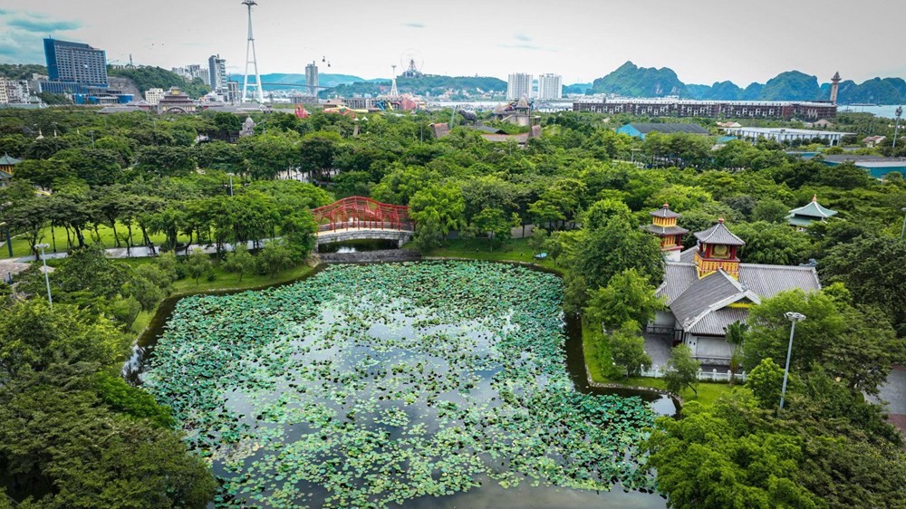 Ngỡ ngàng hồ sen bên Vịnh di sản đẹp như tranh vẽ - ảnh 2