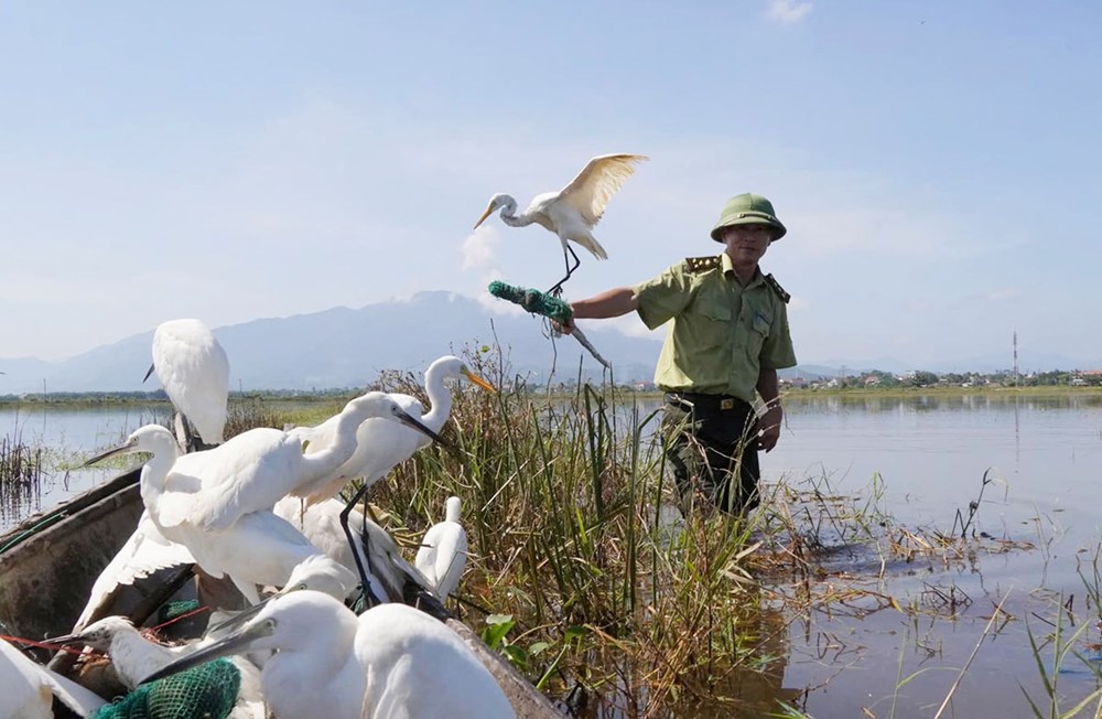  Tháo gỡ bẫy bắt chim trời, giải cứu và thả về tự nhiên hàng trăm cá thể - ảnh 2