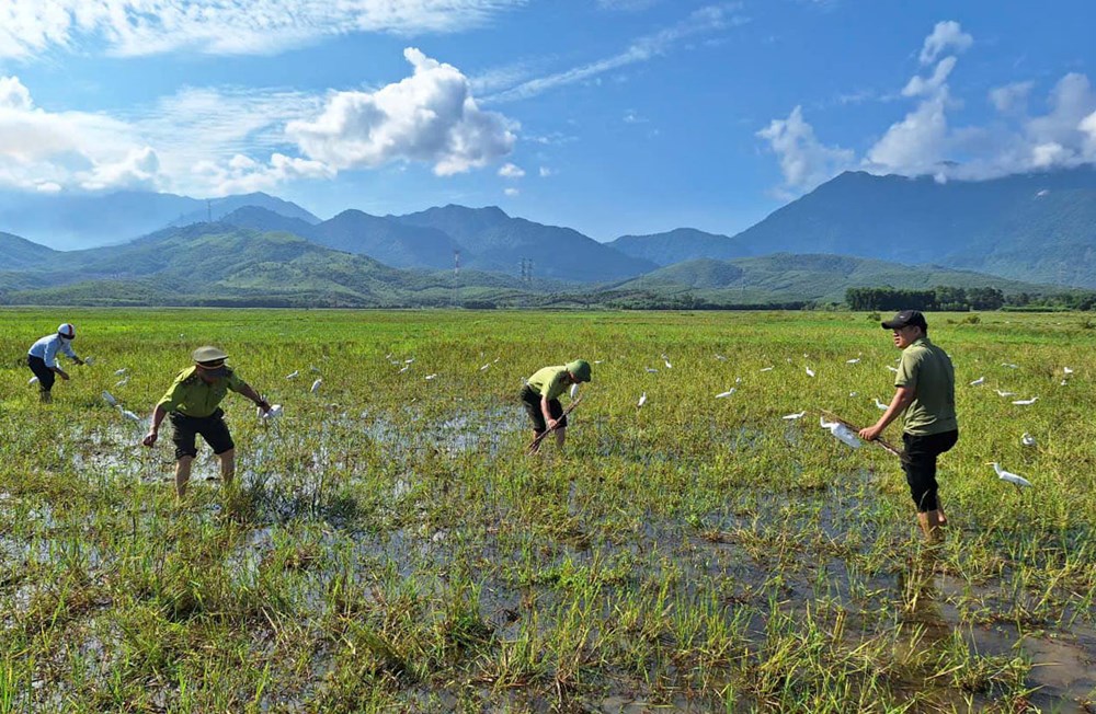  Tháo gỡ bẫy bắt chim trời, giải cứu và thả về tự nhiên hàng trăm cá thể - ảnh 1