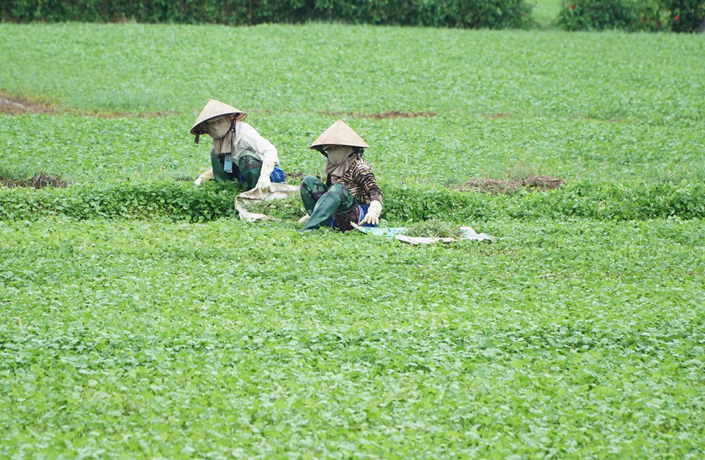 Giảm nghèo bền vững từ vùng nông thôn mới Quảng Thọ  - ảnh 1