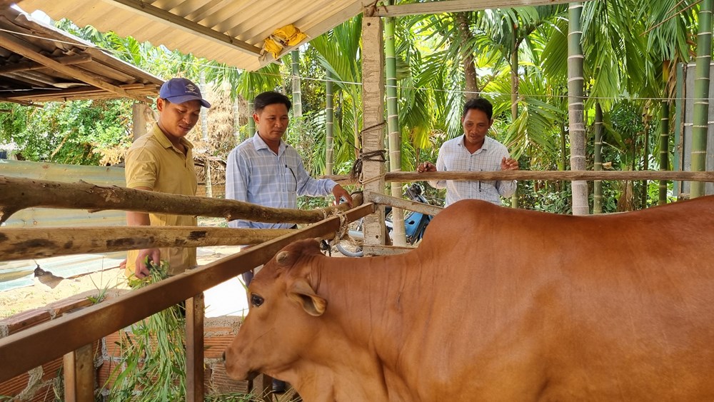 Linh hoạt trong công tác giảm nghèo ở huyện Tư Nghĩa - ảnh 5