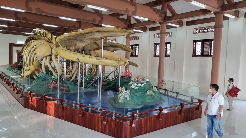 Nhà trưng bày bộ xương cá ông đảo Lý Sơn hút khách - ảnh 1