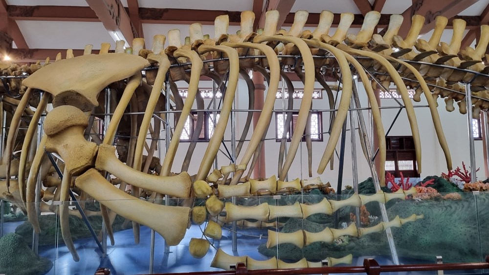 Nhà trưng bày bộ xương cá ông đảo Lý Sơn hút khách - ảnh 3