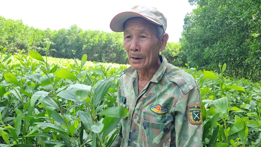 Điểm sáng trong công tác giảm nghèo ở huyện Bình Sơn - ảnh 8