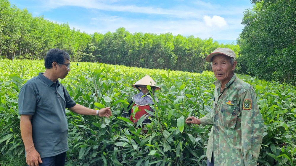 Điểm sáng trong công tác giảm nghèo ở huyện Bình Sơn - ảnh 7