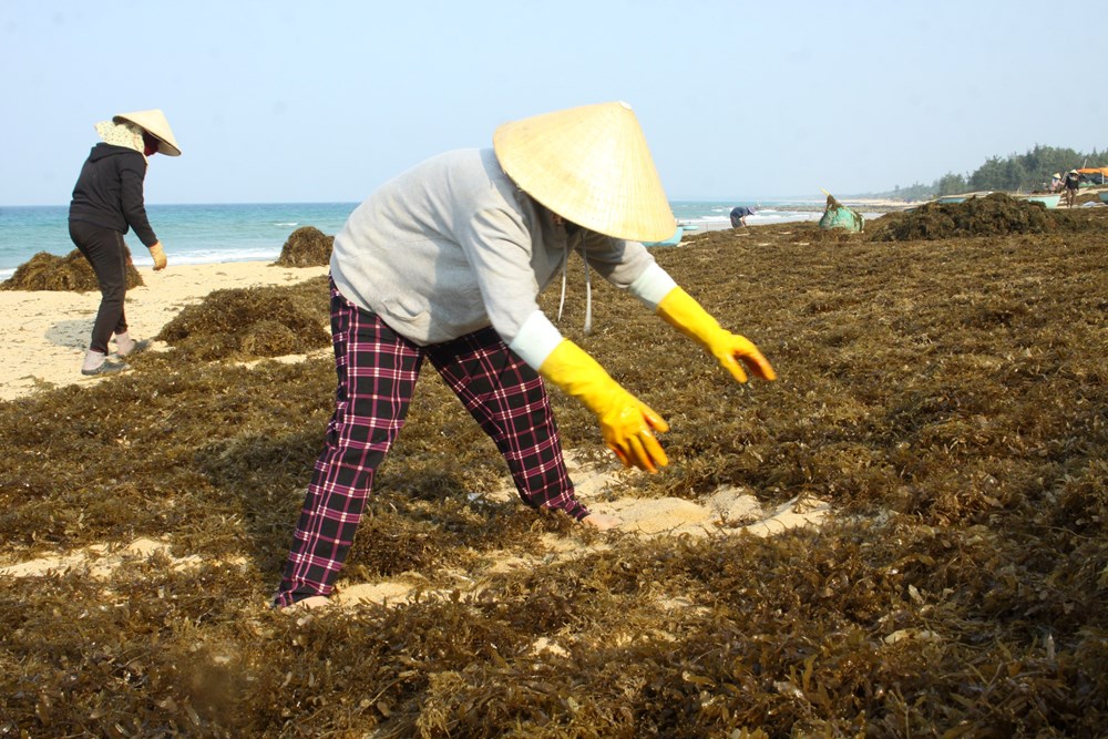 Bảo tồn rong mơ và hệ sinh thái biển ven bờ gắn với sinh kế bền vững - ảnh 2