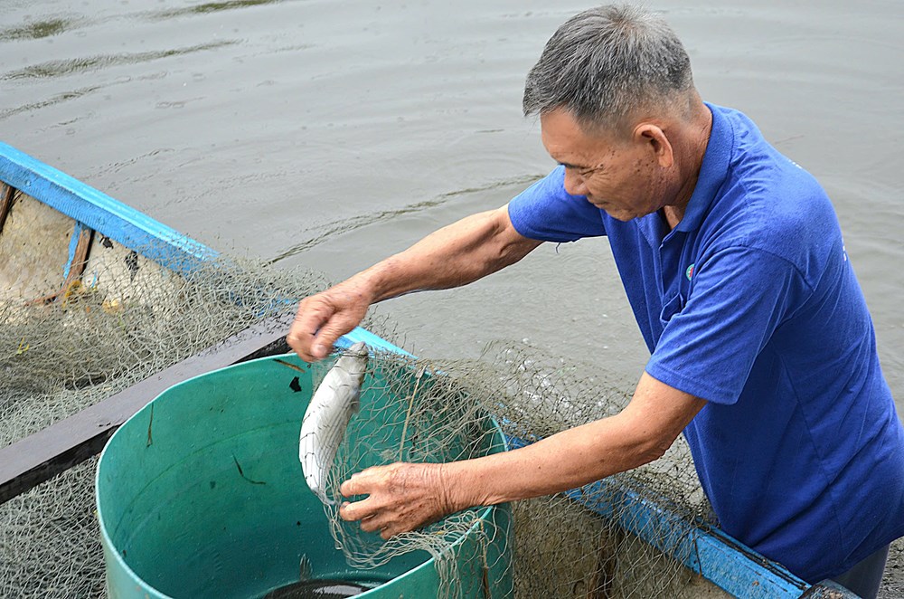 TP Quảng Ngãi: Phát triển nuôi trồng thuỷ sản góp phần chuyển dịch cơ cấu kinh tế, giải quyết việc làm, xoá đói giảm nghèo - ảnh 5