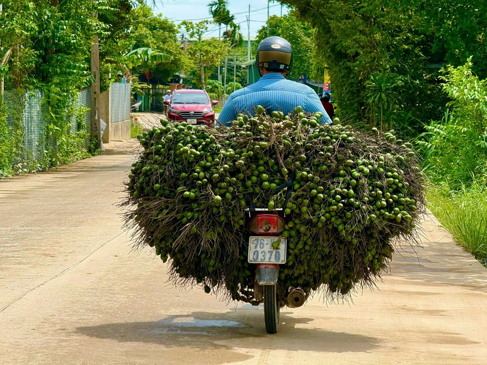 Giá cau tăng kỷ lục, chạm mốc hơn 80 nghìn đồng/kg - ảnh 2