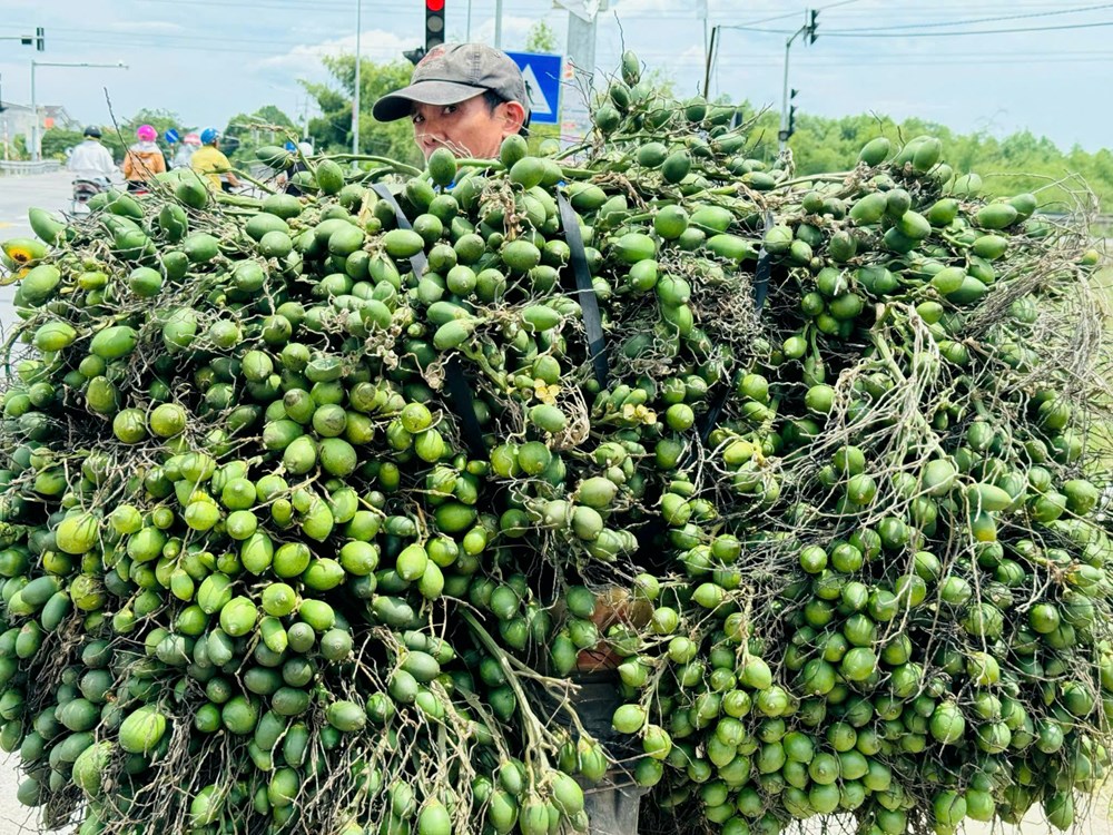 Giá cau tăng kỷ lục, chạm mốc hơn 80 nghìn đồng/kg - ảnh 4