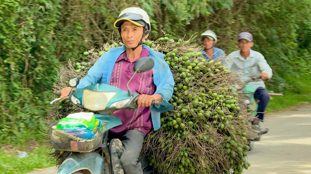 Nông dân cần cẩn trọng với giá cau tăng kỷ lục - ảnh 3