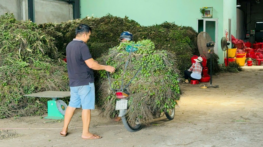 Nông dân cần cẩn trọng với giá cau tăng kỷ lục - ảnh 4