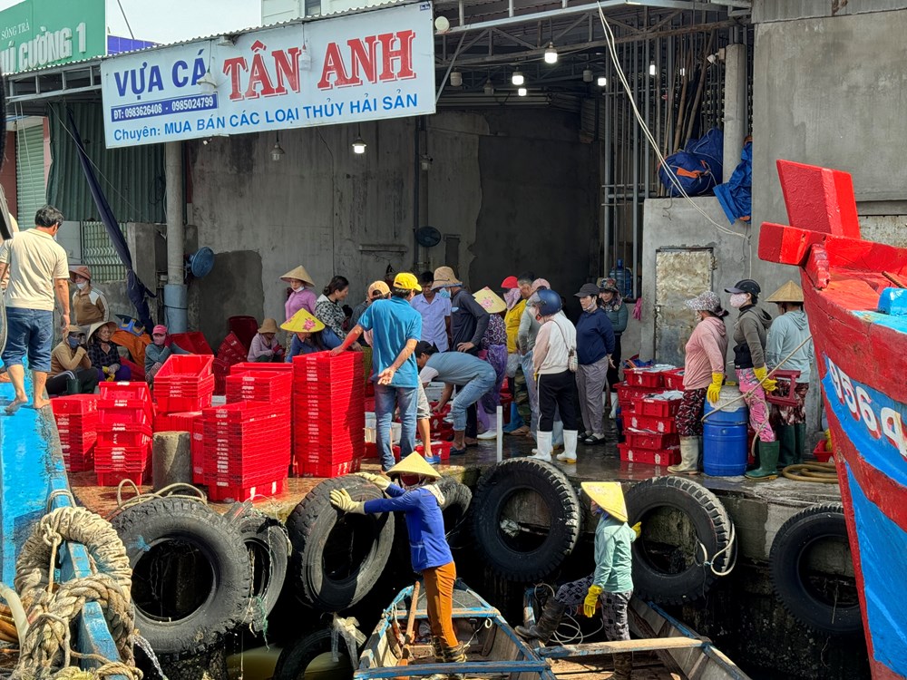 Ngư dân Quảng Ngãi hối hả đưa thuyền vào bờ tránh bão số 6 - ảnh 3