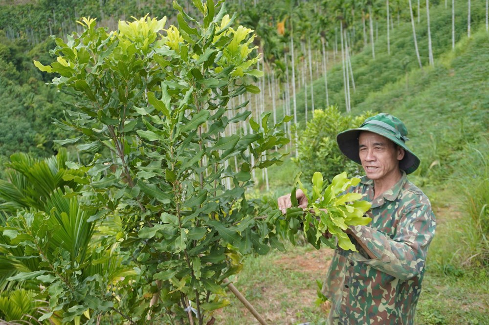 Phát triển các mô hình nông nghiệp hiệu quả ở miền núi Quảng Ngãi - ảnh 3