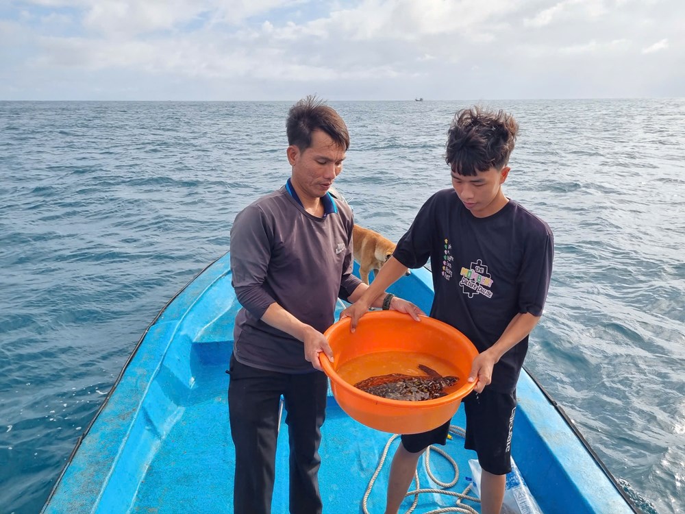 Thả rùa biển về với môi trường tự nhiên tại khu vực phía Nam đảo Lý Sơn - ảnh 1