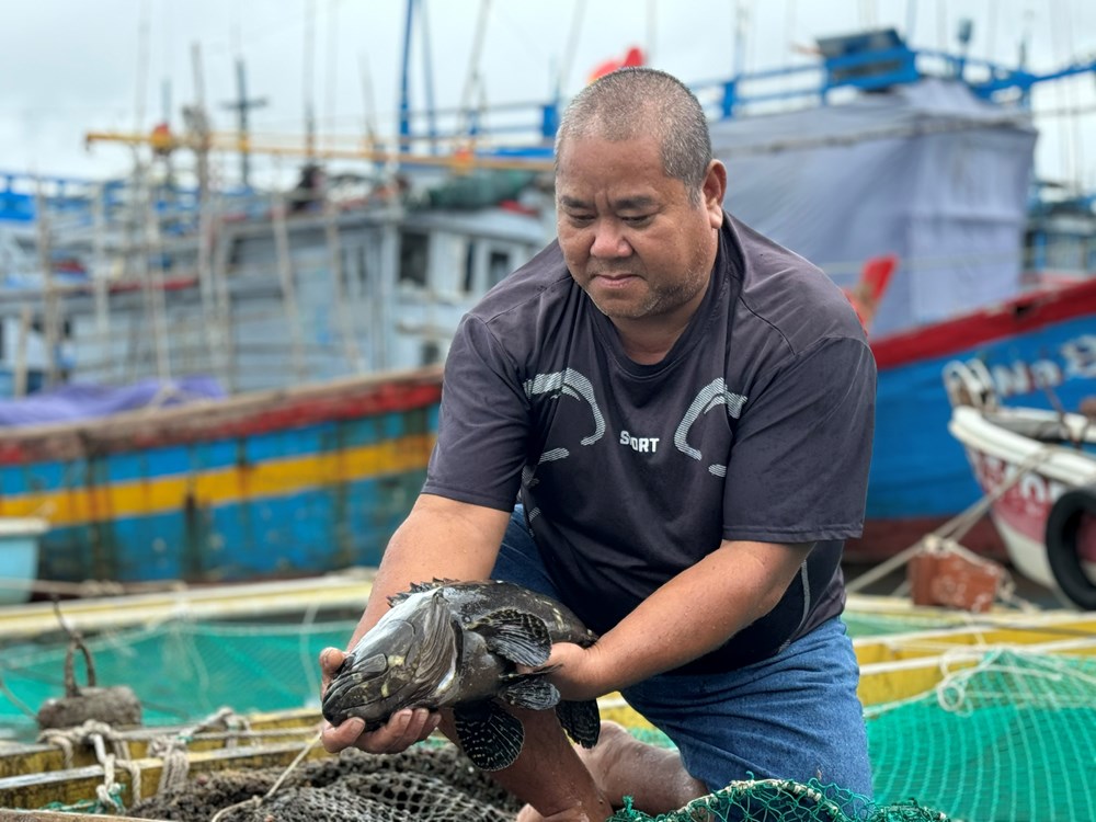 Làm giàu từ nuôi cá mú Trân Châu - ảnh 1