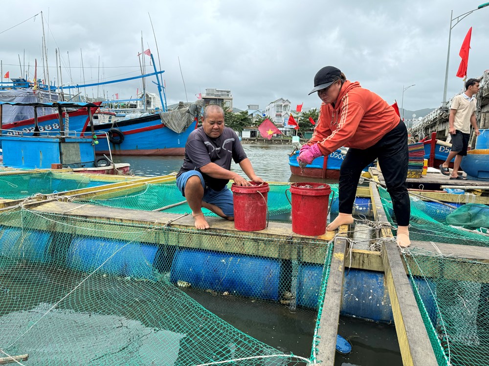 Làm giàu từ nuôi cá mú Trân Châu - ảnh 2