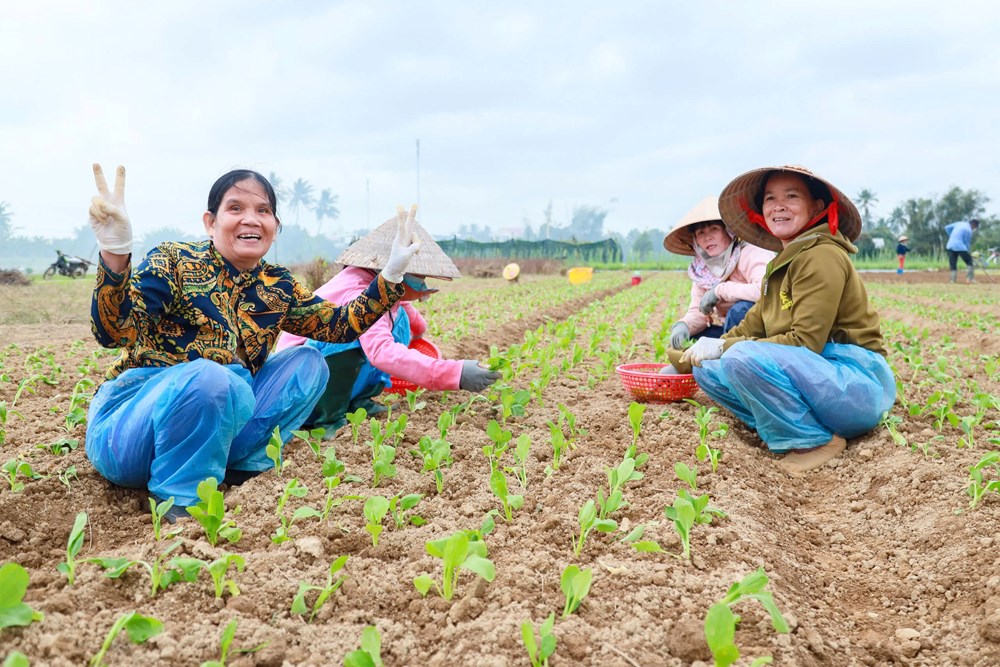 Kỳ vọng vụ rau Tết thắng lợi - ảnh 1