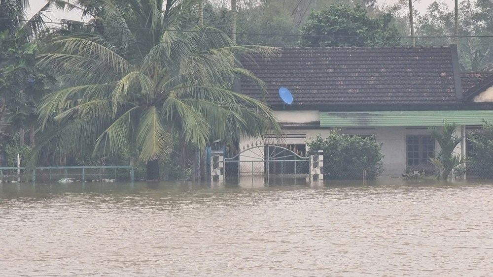 Mưa lớn gây ngập úng hơn 1.200 ha lúa mới gieo sạ ở Quảng Ngãi - ảnh 1