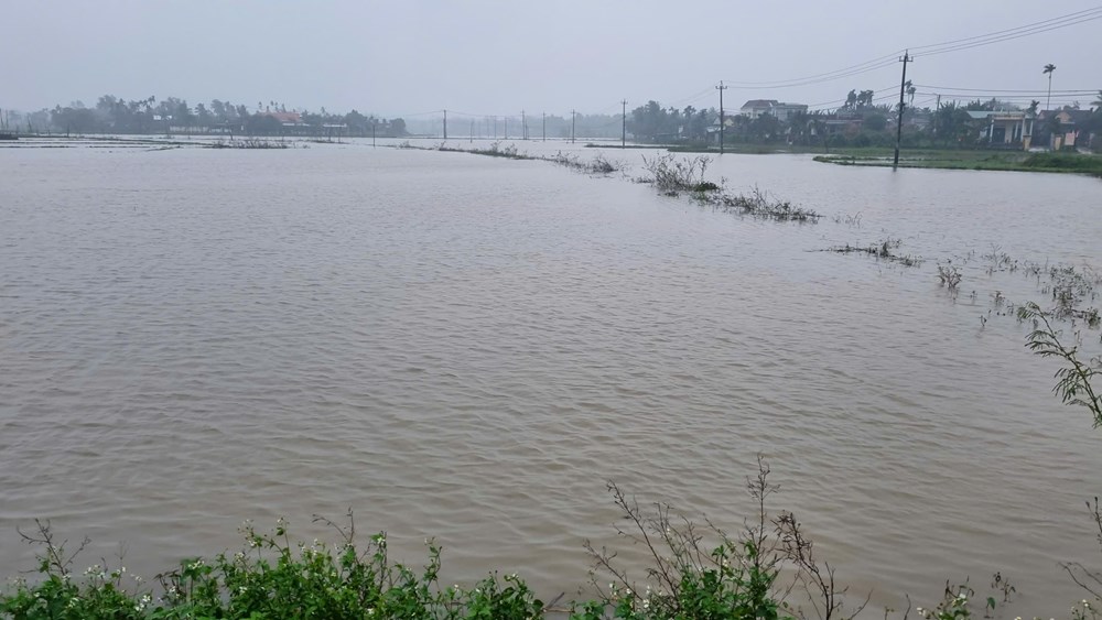 Mưa lớn gây ngập úng hơn 1.200 ha lúa mới gieo sạ ở Quảng Ngãi - ảnh 2