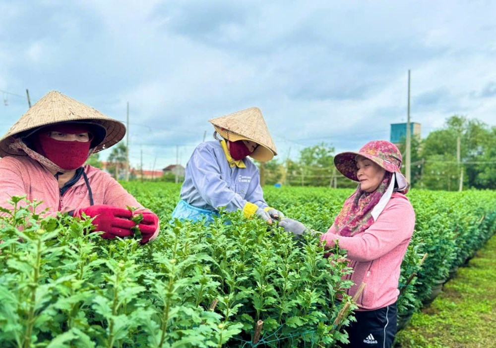 Hoa Tết vắng thương lái, nhà vườn thấp thỏm lo âu - ảnh 5