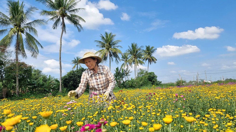 Xuân về rực rỡ trên cánh đồng hoa - ảnh 3