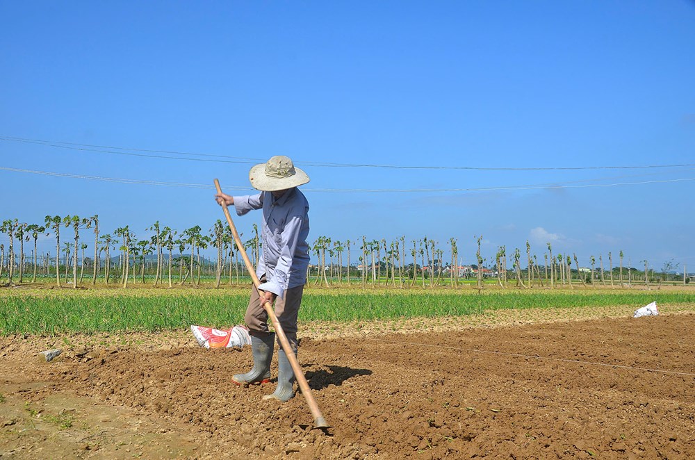 Nông dân Quảng Ngãi tích cực chăm sóc rau phục vụ Tết - ảnh 3