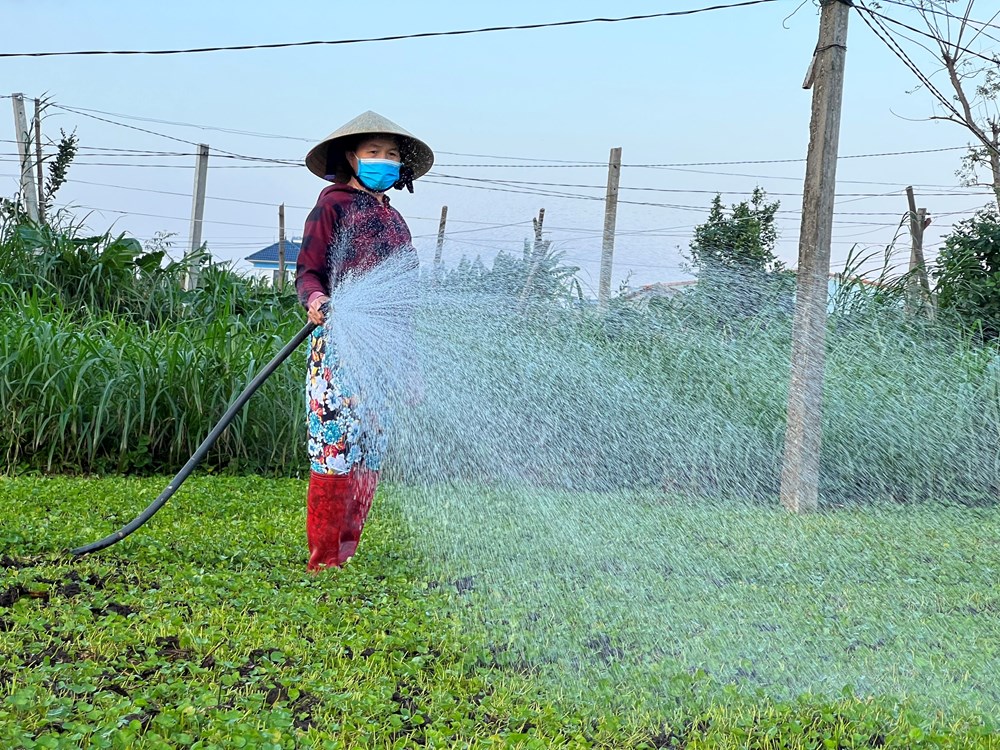 Nông dân Quảng Ngãi tích cực chăm sóc rau phục vụ Tết - ảnh 2