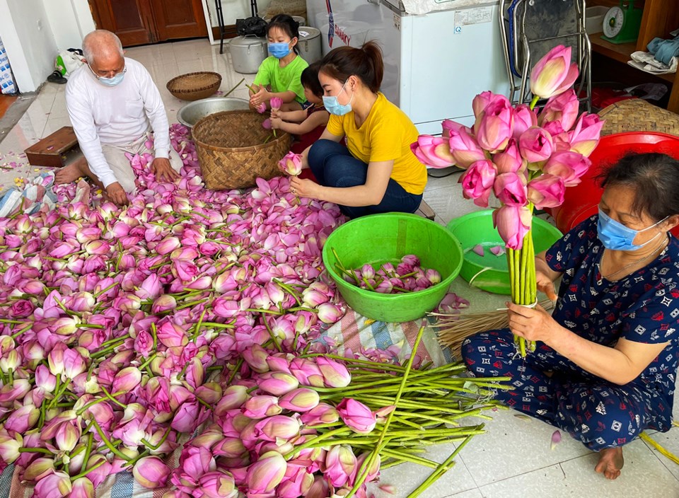 Nghề ướp trà sen Quảng An được ghi danh vào danh mục di sản văn hóa phi vật thể quốc gia - ảnh 1