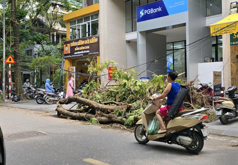 Có thể cứu khoảng 3.000 cây xanh bị gãy, đổ sau bão  - ảnh 3