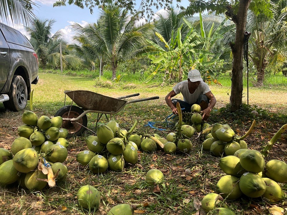 Nâng tầm thương hiệu dừa, phục vụ du khách - ảnh 4