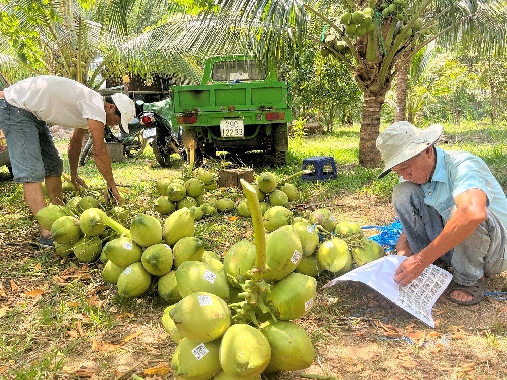 Nâng tầm thương hiệu dừa, phục vụ du khách - ảnh 3