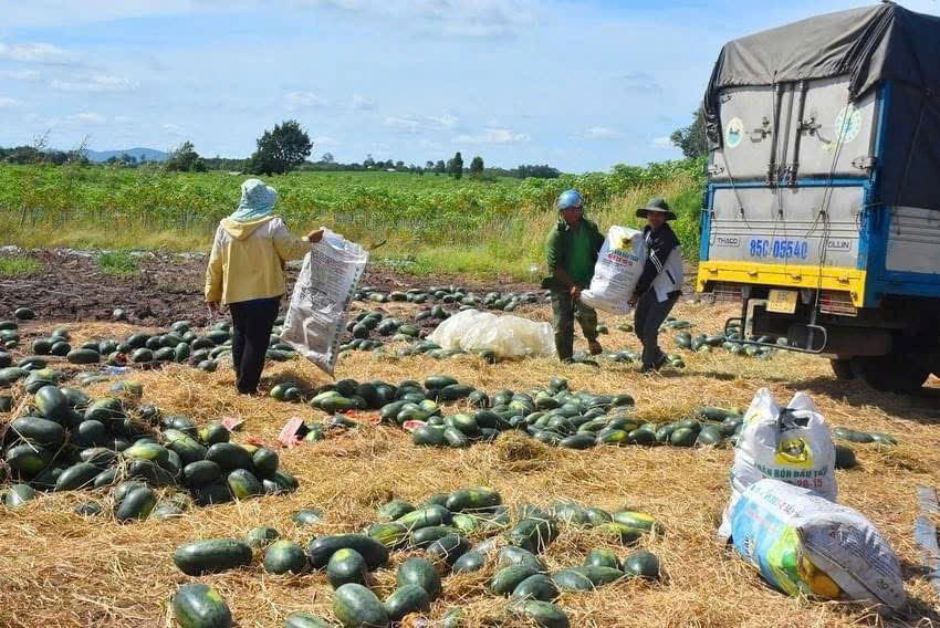 Gia Lai: Dưa hấu rớt giá, nông dân thua lỗ nặng - ảnh 1