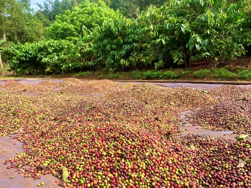 Gia Lai: Rộn ràng vào mùa thu hoạch cà phê  - ảnh 4