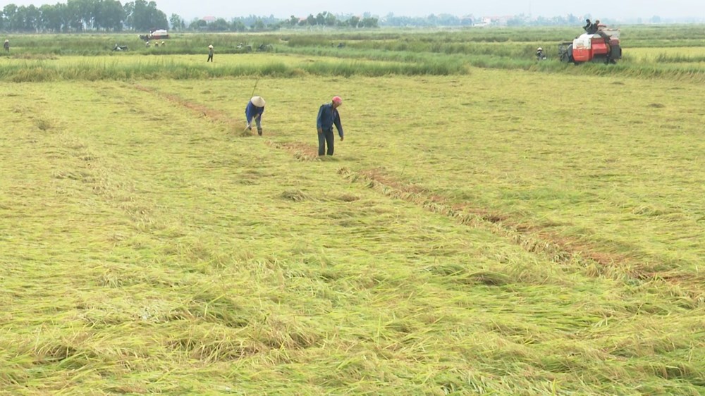 Gần 2.800ha lúa sắp thu hoạch bị đổ rạp do mưa dông kèm gió lớn - ảnh 3