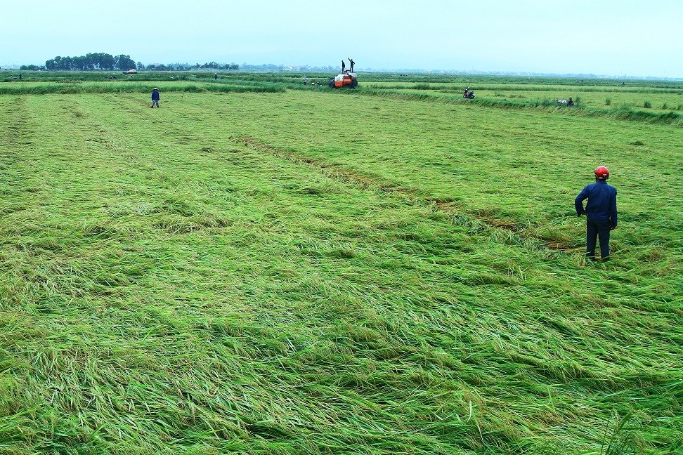 Gần 2.800ha lúa sắp thu hoạch bị đổ rạp do mưa dông kèm gió lớn - ảnh 1