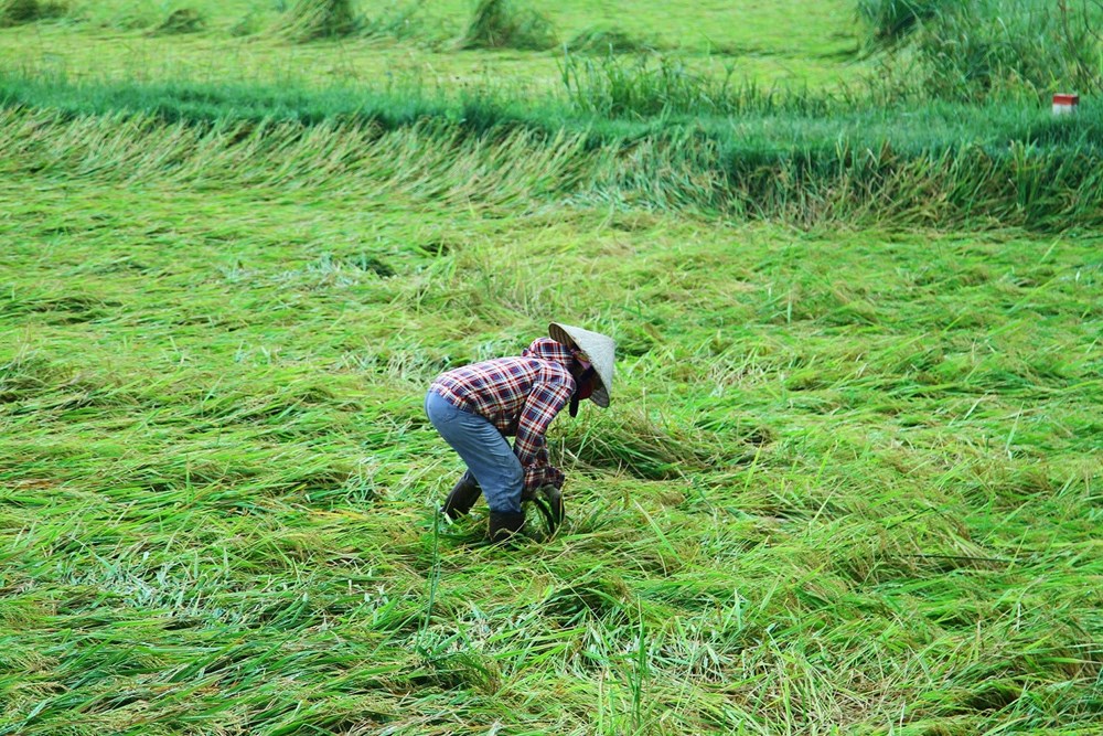 Gần 2.800ha lúa sắp thu hoạch bị đổ rạp do mưa dông kèm gió lớn - ảnh 4
