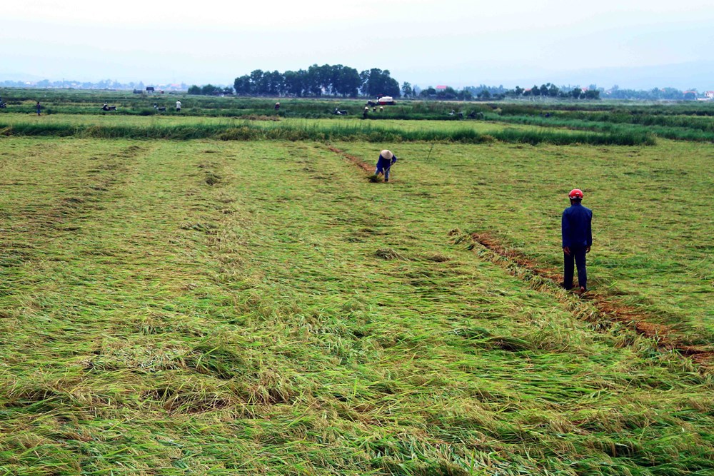 Gần 2.800ha lúa sắp thu hoạch bị đổ rạp do mưa dông kèm gió lớn - ảnh 2