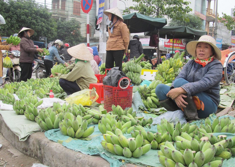 Nải chuối ngày Tết với ước vọng sum vầy… - ảnh 3