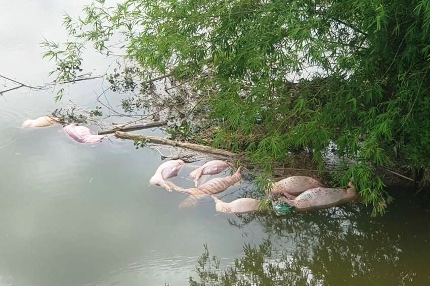 Xử phạt đối tượng vứt hàng chục con lợn chết xuống sông  - ảnh 1
