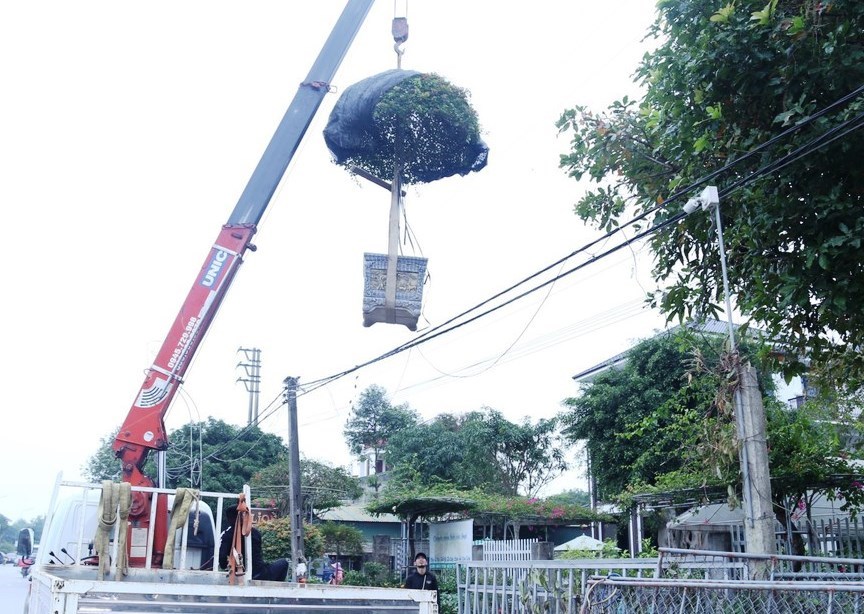 Sắc xuân tràn ngập làng hoa Nghi Ân - ảnh 4