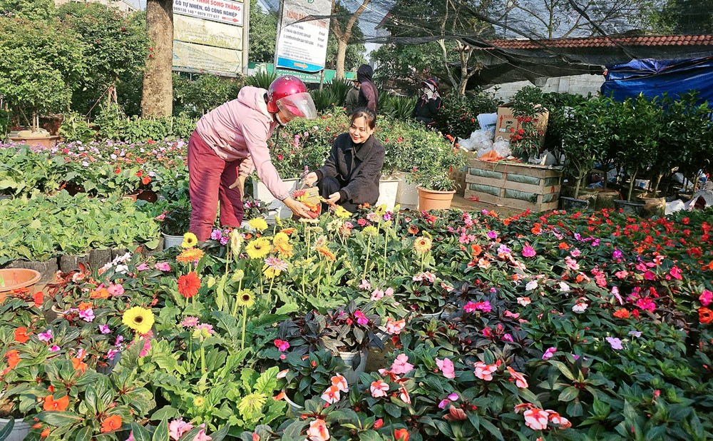 Sắc xuân tràn ngập làng hoa Nghi Ân - ảnh 2