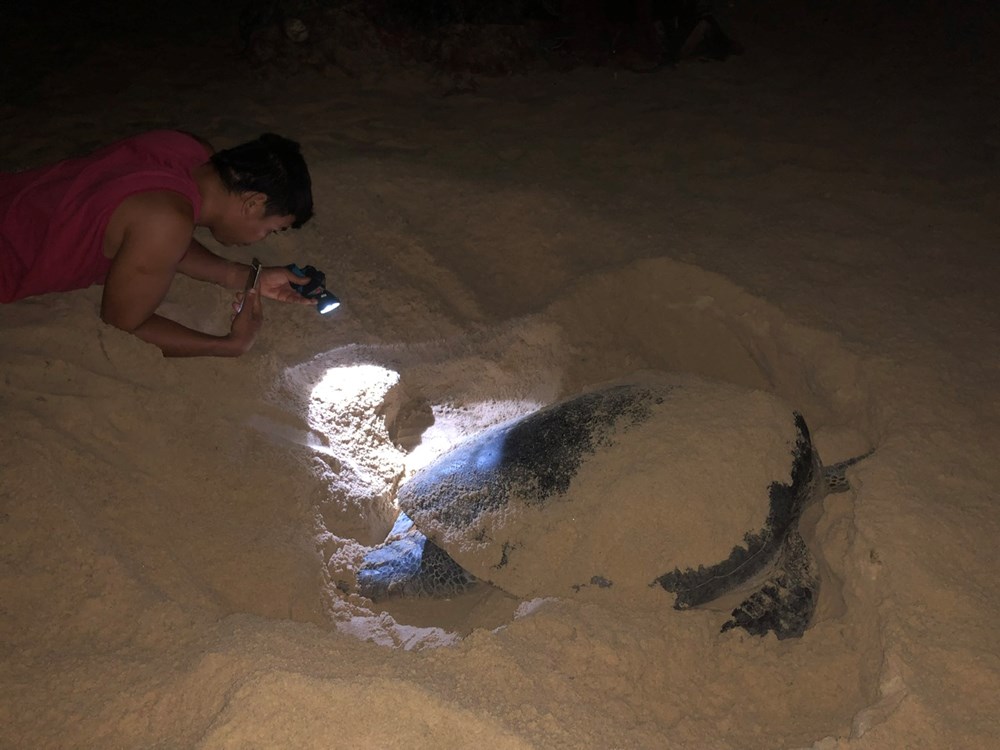 Khoanh vùng bảo tồn rùa biển đẻ trứng ở bờ biển Quy Nhơn - ảnh 1